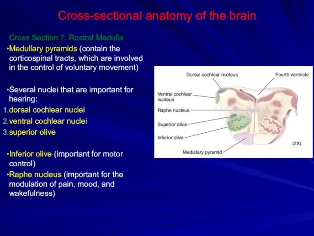 Cross-sectional anatomy of the brain Cross Section 7: Rostral Medulla