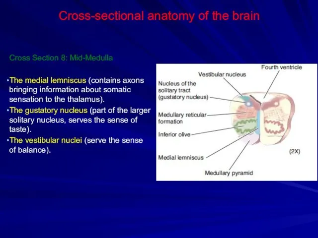 Cross-sectional anatomy of the brain Cross Section 8: Mid-Medulla The