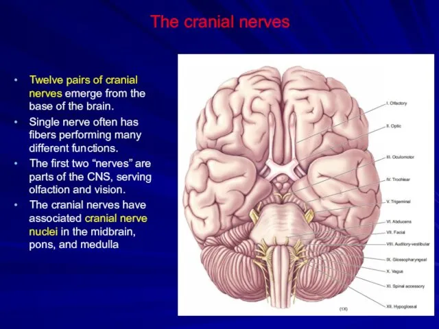 The cranial nerves Twelve pairs of cranial nerves emerge from