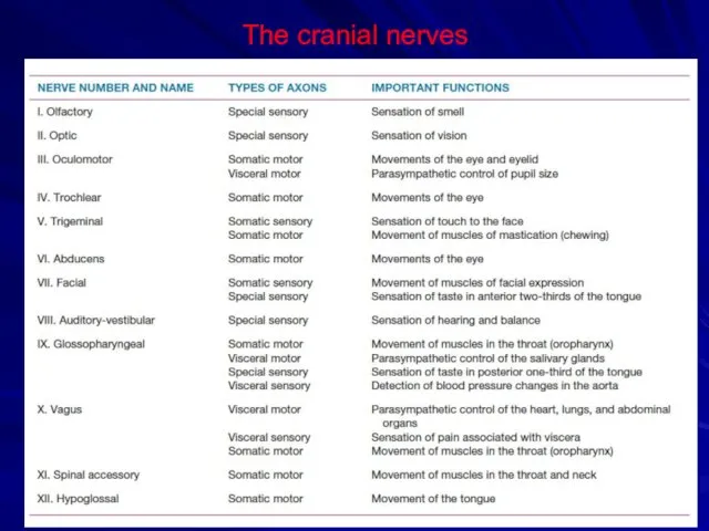 The cranial nerves