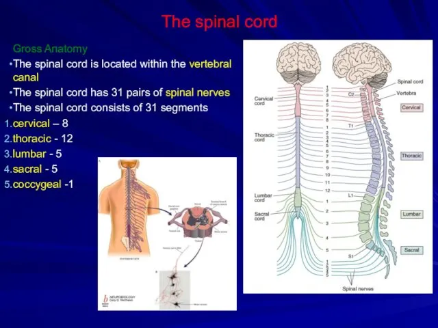 The spinal cord Gross Anatomy The spinal cord is located