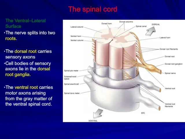 The spinal cord The Ventral–Lateral Surface The nerve splits into