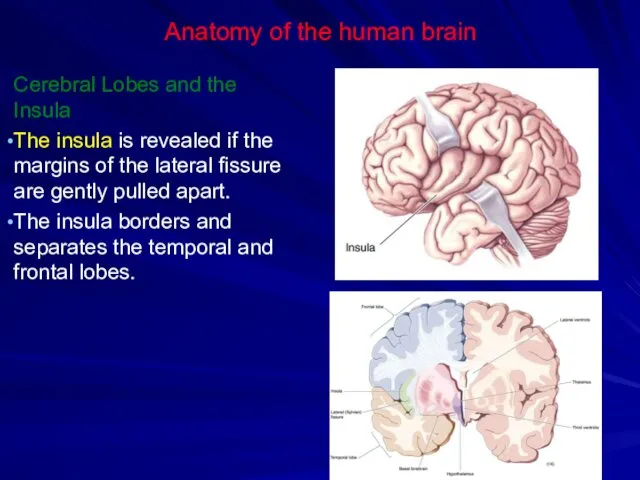 Anatomy of the human brain Cerebral Lobes and the Insula