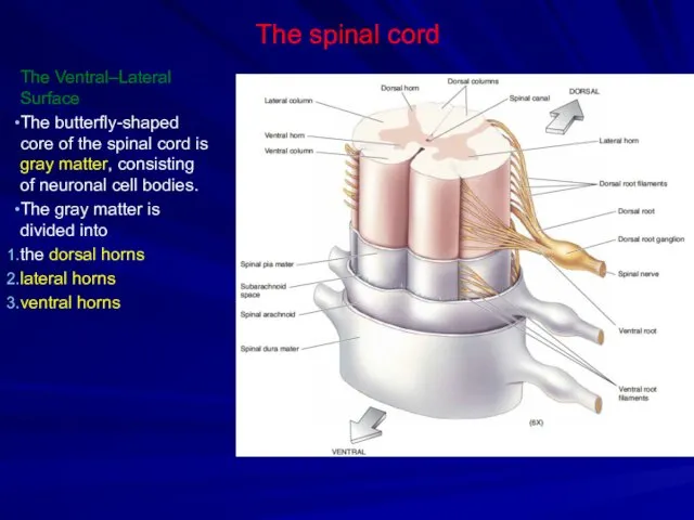 The spinal cord The Ventral–Lateral Surface The butterfly-shaped core of