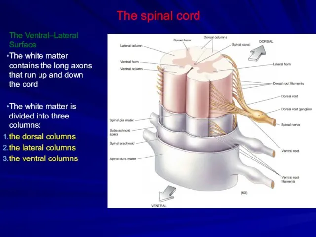 The spinal cord The Ventral–Lateral Surface The white matter contains