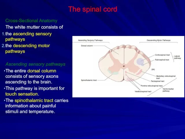 The spinal cord Cross-Sectional Anatomy The white mutter consists of