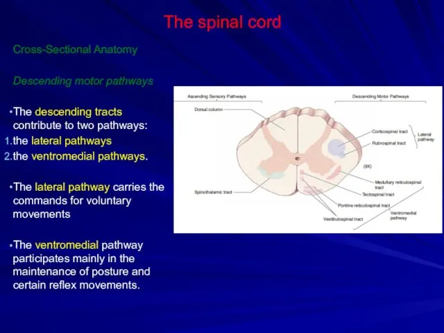 The spinal cord Cross-Sectional Anatomy Descending motor pathways The descending