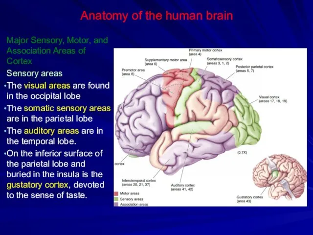 Anatomy of the human brain Major Sensory, Motor, and Association