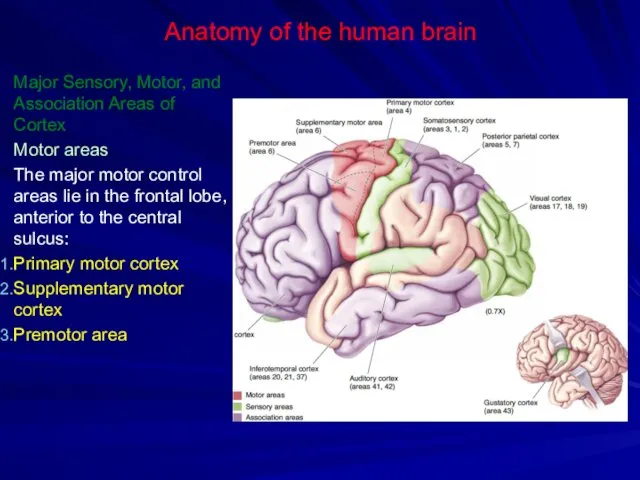 Anatomy of the human brain Major Sensory, Motor, and Association