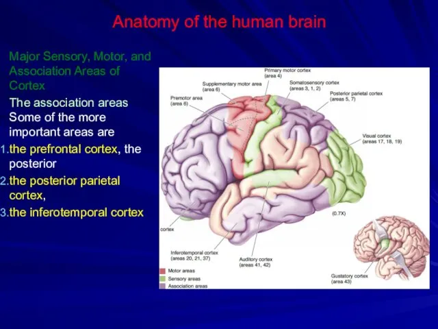 Anatomy of the human brain Major Sensory, Motor, and Association