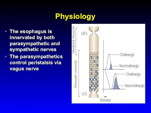 Physiology The esophagus is innervated by both parasympathetic and sympathetic