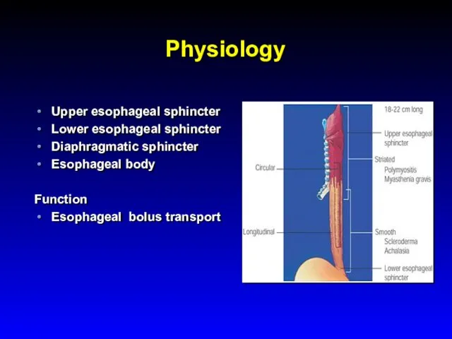 Physiology Upper esophageal sphincter Lower esophageal sphincter Diaphragmatic sphincter Esophageal body Function Esophageal bolus transport