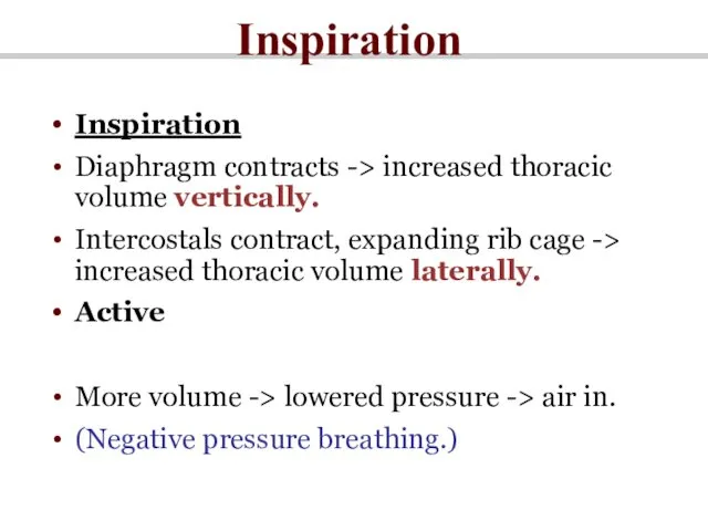 Inspiration Inspiration Diaphragm contracts -> increased thoracic volume vertically. Intercostals