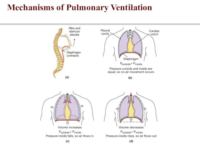 Mechanisms of Pulmonary Ventilation