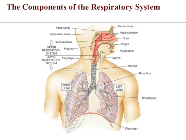 The Components of the Respiratory System