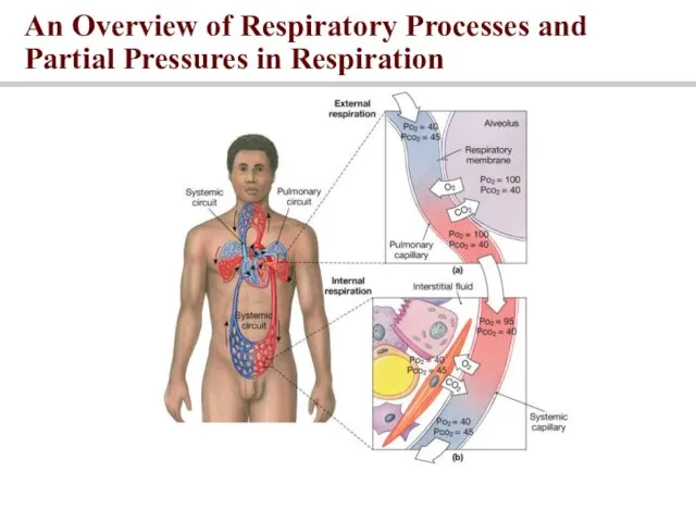 An Overview of Respiratory Processes and Partial Pressures in Respiration