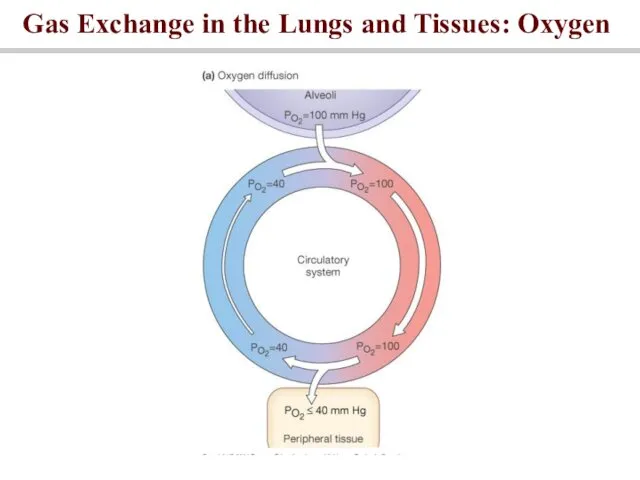 Gas Exchange in the Lungs and Tissues: Oxygen
