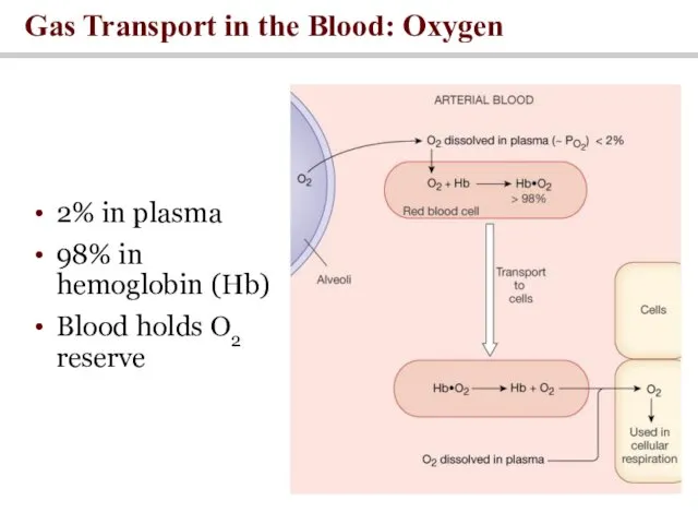 Gas Transport in the Blood: Oxygen 2% in plasma 98%