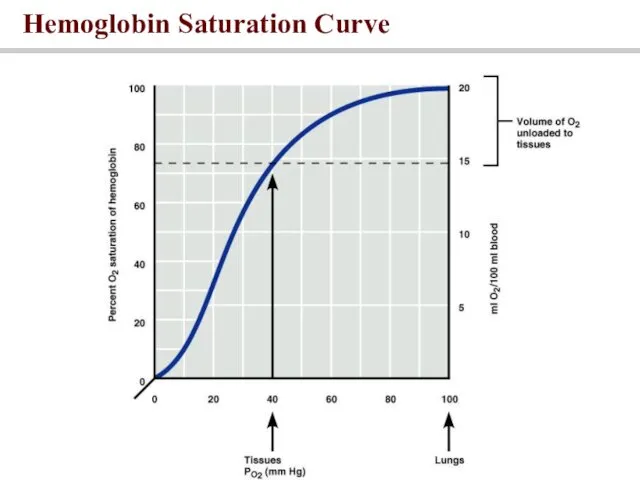 Hemoglobin Saturation Curve