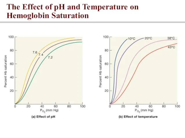 The Effect of pH and Temperature on Hemoglobin Saturation