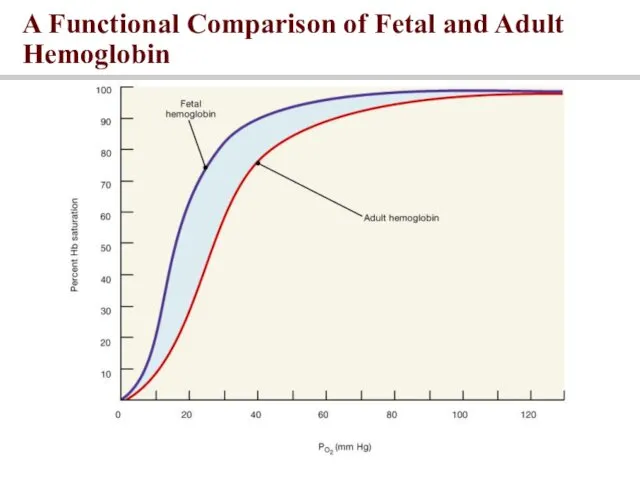 A Functional Comparison of Fetal and Adult Hemoglobin