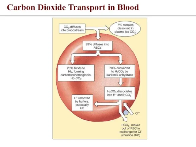 Carbon Dioxide Transport in Blood