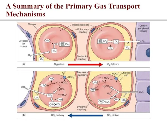 A Summary of the Primary Gas Transport Mechanisms