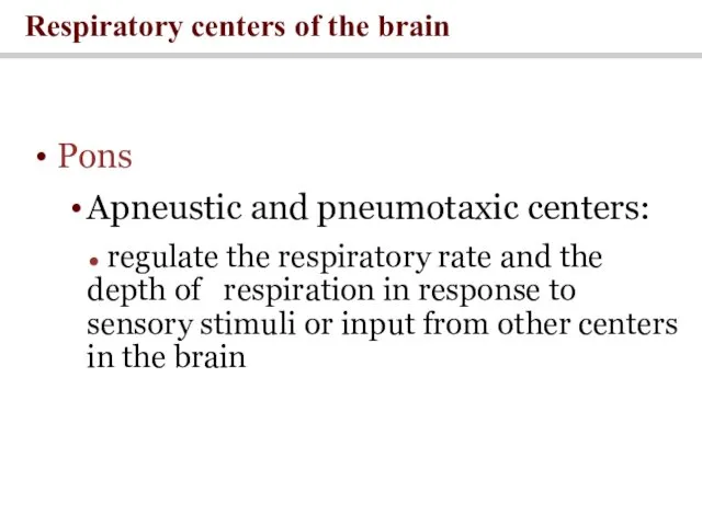 Pons Apneustic and pneumotaxic centers: ● regulate the respiratory rate
