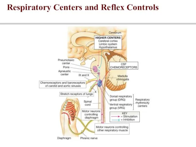 Respiratory Centers and Reflex Controls