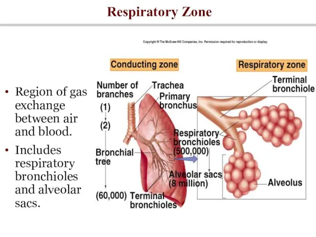 Region of gas exchange between air and blood. Includes respiratory bronchioles and alveolar sacs. Respiratory Zone