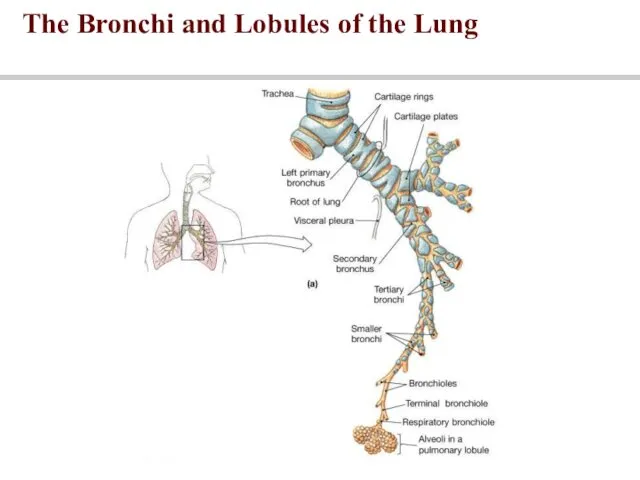 The Bronchi and Lobules of the Lung