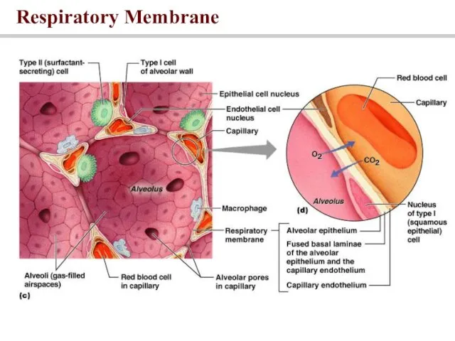 Respiratory Membrane