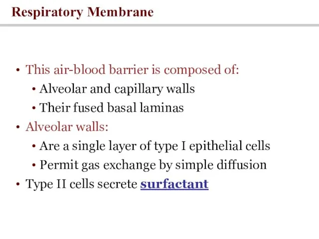 Respiratory Membrane This air-blood barrier is composed of: Alveolar and