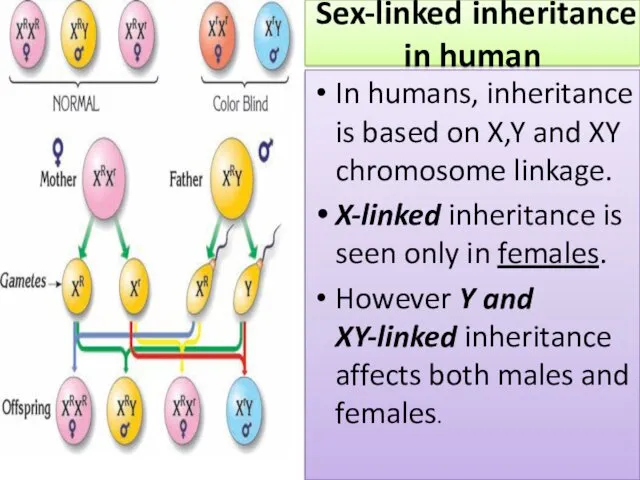 Sex-linked inheritance in human In humans, inheritance is based on