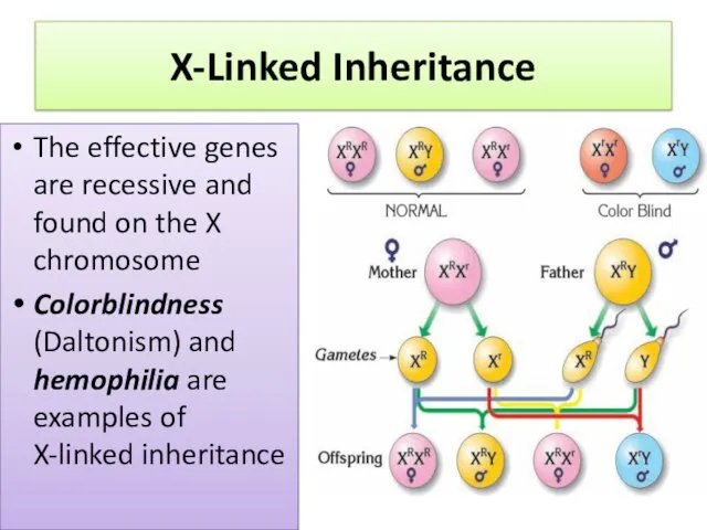 X-Linked Inheritance The effective genes are recessive and found on