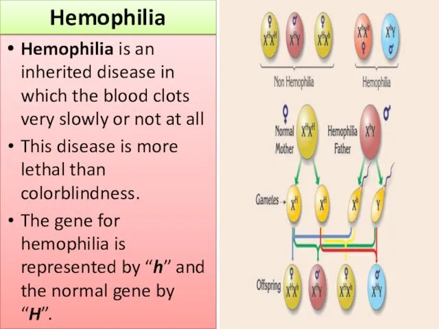 Hemophilia is an inherited disease in which the blood clots