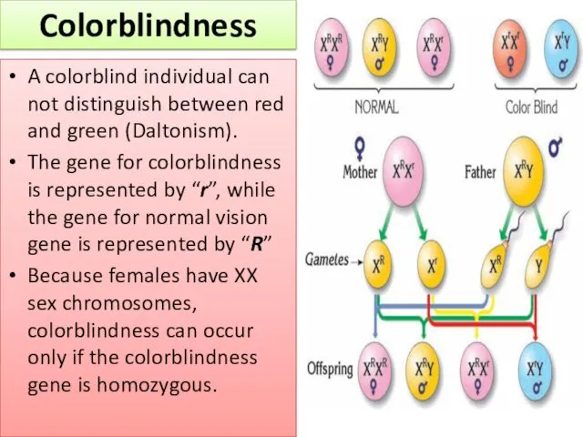 A colorblind individual can not distinguish between red and green