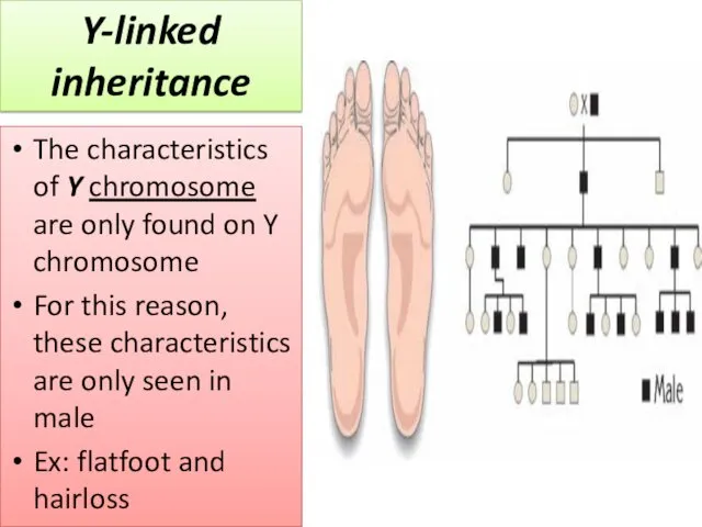 The characteristics of Y chromosome are only found on Y