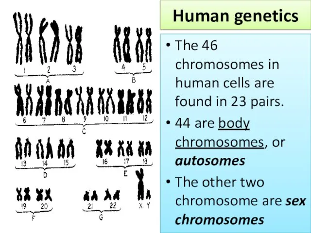 Human genetics The 46 chromosomes in human cells are found