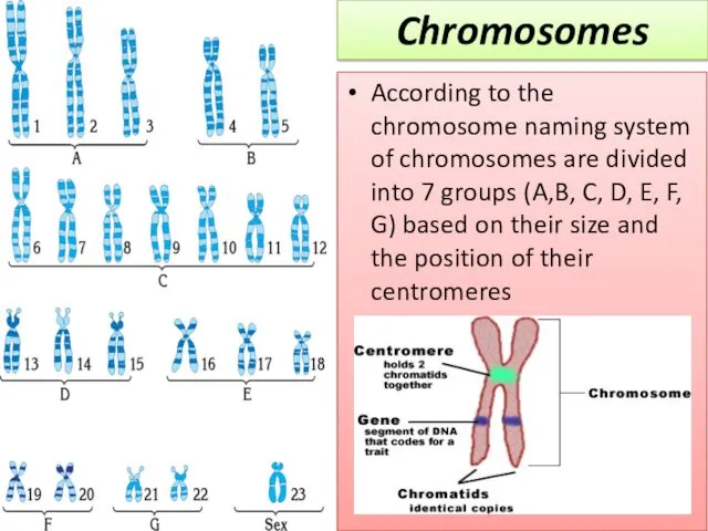 According to the chromosome naming system of chromosomes are divided