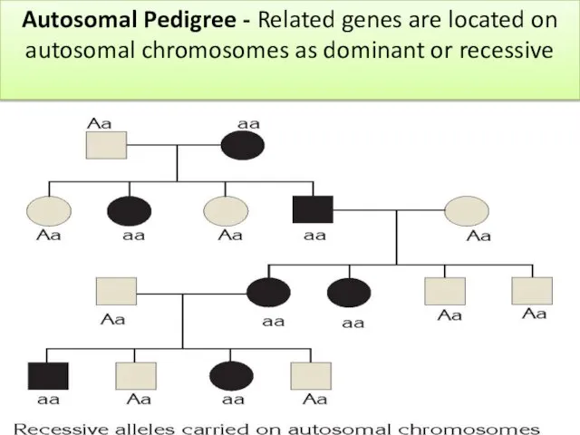 Autosomal Pedigree - Related genes are located on autosomal chromosomes as dominant or recessive