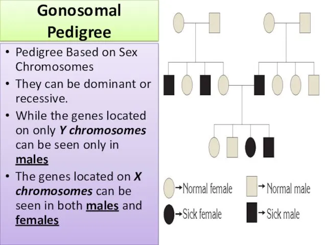 Gonosomal Pedigree Pedigree Based on Sex Chromosomes They can be