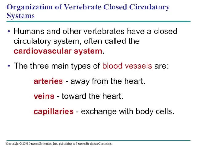 Organization of Vertebrate Closed Circulatory Systems Humans and other vertebrates