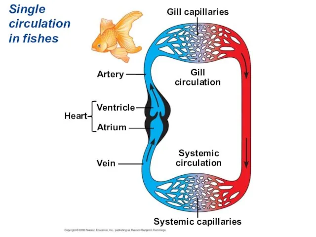 Single circulation in fishes Artery Ventricle Atrium Heart Vein Systemic