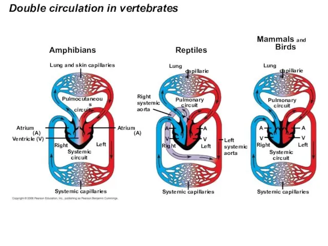 Double circulation in vertebrates Amphibians Lung and skin capillaries Pulmocutaneous