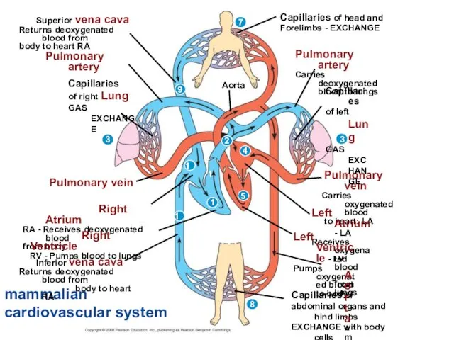 mammalian cardiovascular system Superior vena cava Returns deoxygenated blood from