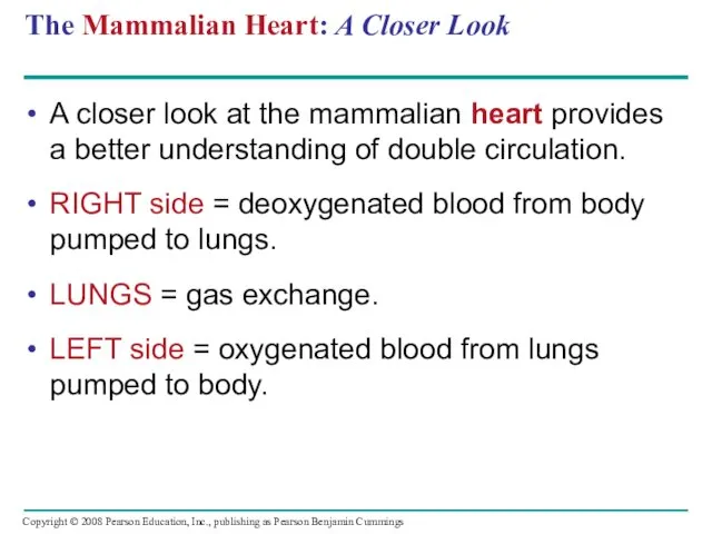 The Mammalian Heart: A Closer Look A closer look at