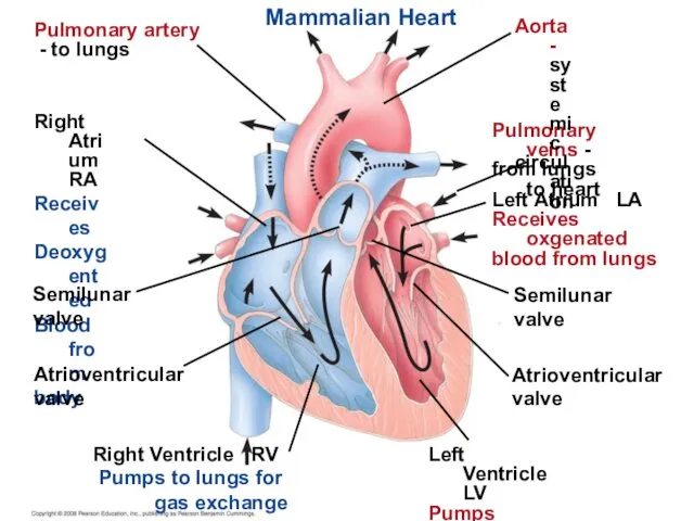 Mammalian Heart Pulmonary artery - to lungs Right Atrium RA