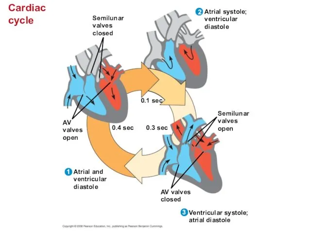 Cardiac cycle Semilunar valves closed 0.4 sec AV valves open