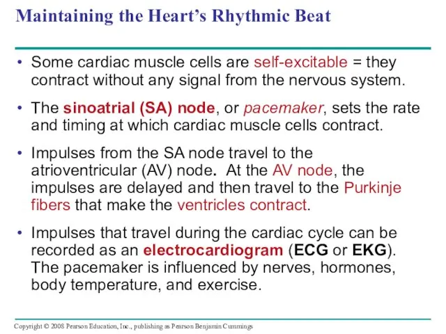 Maintaining the Heart’s Rhythmic Beat Some cardiac muscle cells are
